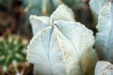 Exotic desert plants. Cactus. Background, banner