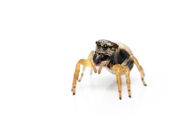 Image of bleeker's jumping spider (Euryattus bleekeri) on white background. Insect. Animal