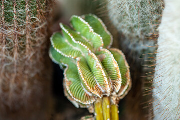 Exotic desert plants. Cactus. Background, banner