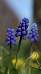 spring purple flowers in the garden, grass and blue sky background