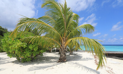 Fototapeta na wymiar green palm trees on a tropical island in the Indian Ocean