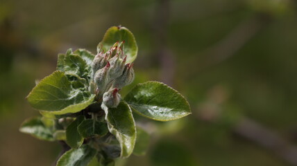apple blossom with sunshine in the garden, spring time
