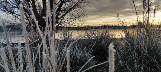 reeds in the water