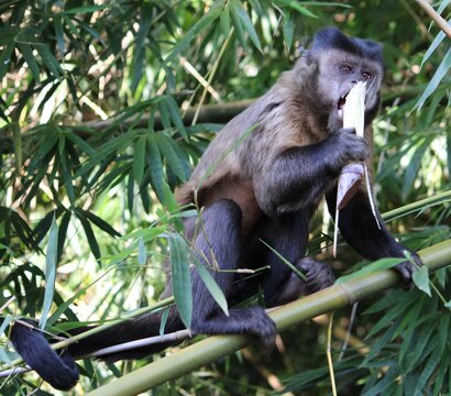 nail monkey