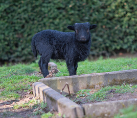 Black shetland newborn lamb close up photo