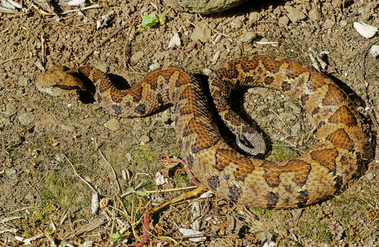 Bothrops atrox