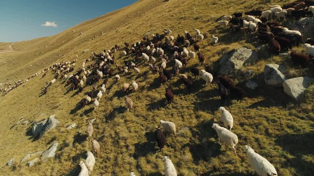 Flight forward above cute sheeps ewe rams mutton large herd flock pasture grazing alpine free grassland. Wild animals on mountain slopes. Caucasus eco-friendly natural animal husbandry. Sunny autumn