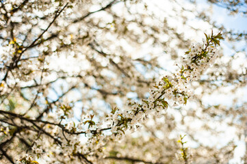 White cherry blossoms on a sunny day. Background, banner