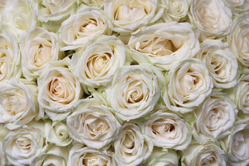 Beautiful floral background of white roses close up for festive greeting white background for greeting wedding card or Valentine's day card