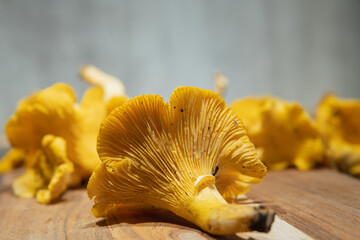 Delicious freshly picked yellow chanterelles on a rustic wooden cutting board in the kitchen.