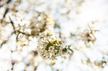 White blossom of apple blossoms on a sunny day on a background of blue sky. Background, banner