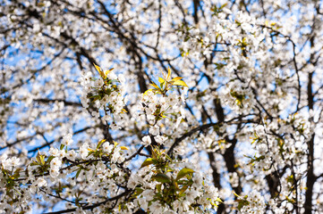 White blossom of apple blossoms on a sunny day on a background of blue sky. Background, banner