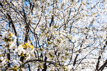 White blossom of apple blossoms on a sunny day on a background of blue sky. Background, banner