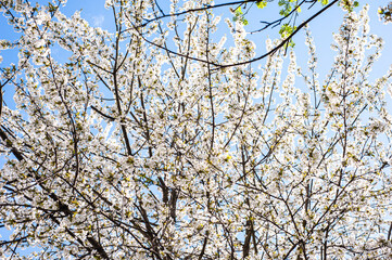 White blossom of apple blossoms on a sunny day on a background of blue sky. Background, banner