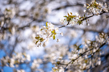 White blossom of apple blossoms on a sunny day on a background of blue sky. Background, banner