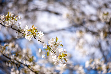 White cherry blossoms on a sunny day. Background, banner