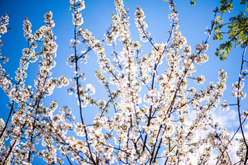 White blossom of apple blossoms on a sunny day on a background of blue sky. Background, banner