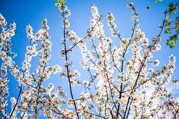 White blossom of apple blossoms on a sunny day on a background of blue sky. Background, banner
