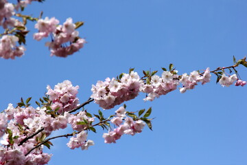 Pink cherry blossoms on branches on a sky background, Cherry blossoms or sakura in Riga, Latvia 