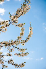 White cherry blossoms on a sunny day. Background, banner