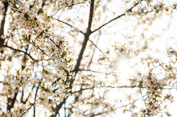 White cherry blossoms on a sunny day. Background, banner