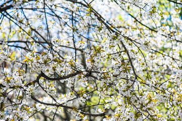 White cherry blossoms on a sunny day. Background, banner