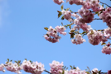 Pink cherry blossoms on branches on a sky background, Cherry blossoms or sakura in Riga, Latvia 