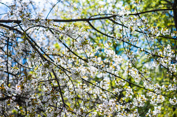 White cherry blossoms on a sunny day. Background, banner
