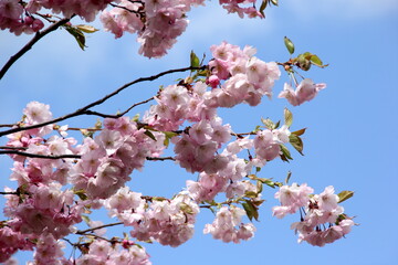 Pink cherry blossoms on branches on a sky background, Cherry blossoms or sakura in Riga, Latvia 