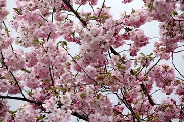 Pink cherry blossoms on branches on a sky background, Cherry blossoms or sakura in Riga, Latvia 