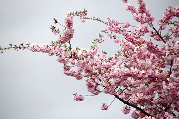 Pink cherry blossoms on branches on a sky background, Cherry blossoms or sakura in Riga, Latvia 