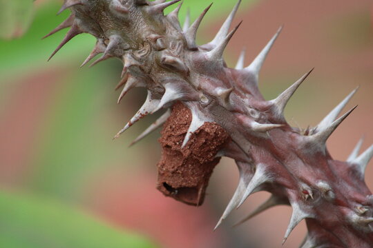 macro