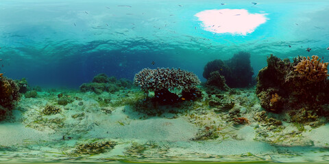 Tropical fishes and coral reef at diving. Beautiful underwater world with corals and fish. Philippines. 360VR Video.
