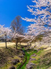 Wetland in a park and cherry blossom trees along it (Kamegajo park, Inawashiro, Fukushima)