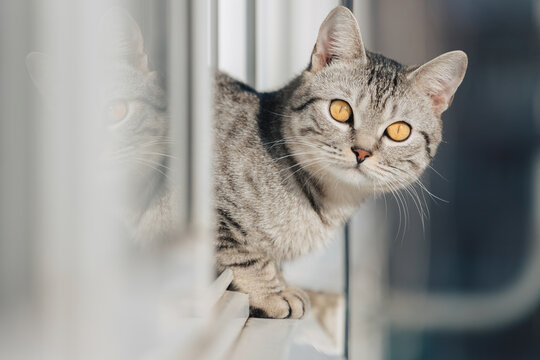 A black and white tabby cat stands with its front paws at the edge of the window and looks out into the street in bright sunny weather.