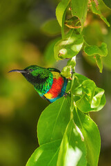 Beautiful Sunbird - Cinnyris pulchellus, beautiful small perching bird from African gardens and woodlands, lake Ziway, Ethiopia.