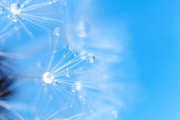 Dandelion seeds with dew drops are a perfect decoration for a stylish interior