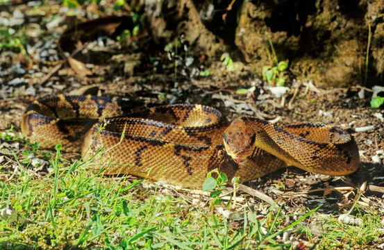 Lachesis Muta