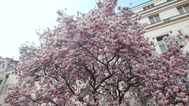 Magnolia tree blooming with pink flowers, springtime. Branches in blossom near building. Sunny spring day in Europe.