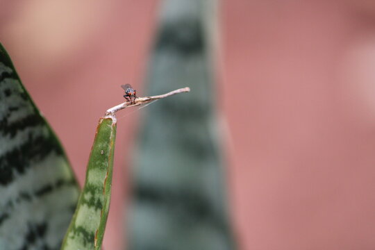 macro