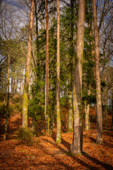 Fototapeta premium Pine trees on a fall landscape with red and orande colors in Mondim de Basto, Portugal