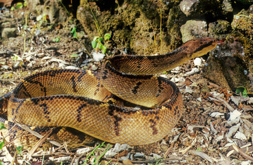 Lachesis muta
