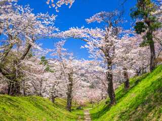 Obraz na płótnie Canvas Pathway through a park with cherry blossom trees blooming in full (Kamegajo park, Inawashiro, Fukushima)