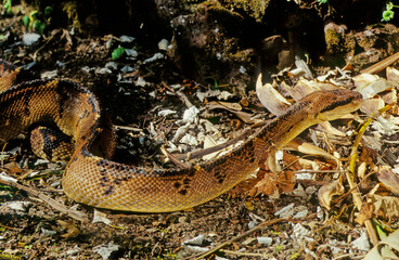 Lachesis muta