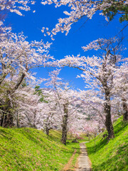 Pathway through a park with cherry blossom trees blooming in full (Kamegajo park, Inawashiro, Fukushima)