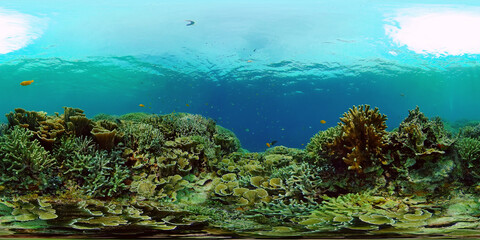 Fototapeta na wymiar Reef coral scene. Colourful underwater seascape. Beautiful soft coral. Sea coral reef. Philippines. 360 panorama VR