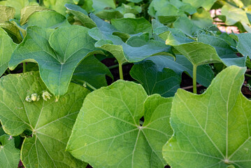 Feuilles de chayottes