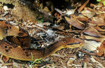 Lachesis muta