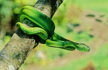 Bothriechis lateralis