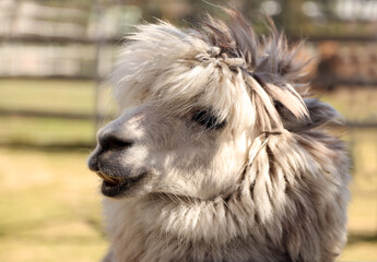 Portrait of a young male alpaca in the zoo.